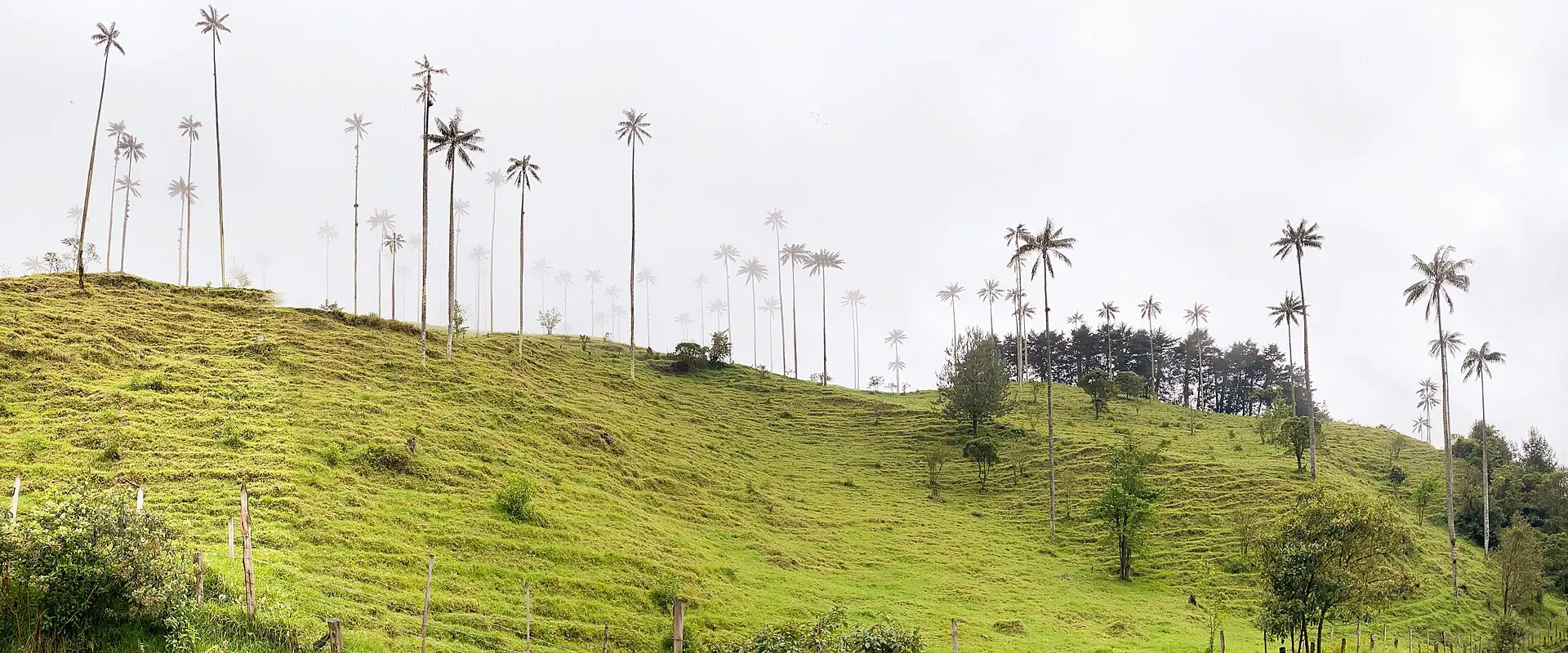 Campo y palmas de cera en el Valle de Cocora